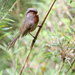 Rusty-throated Parrotbill - Photo (c) James Eaton, some rights reserved (CC BY-NC), uploaded by James Eaton