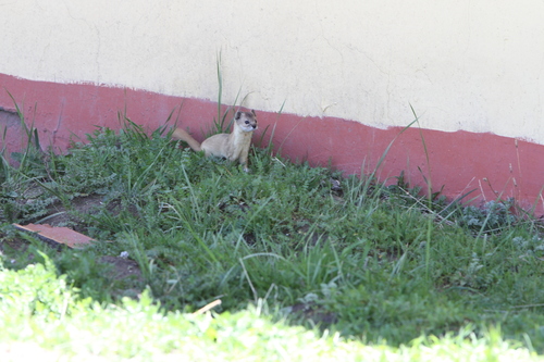 Mountain Weasel