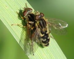Anasimyia interpuncta