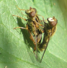 Anasimyia interpuncta