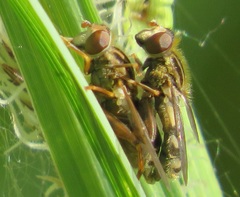 Anasimyia interpuncta