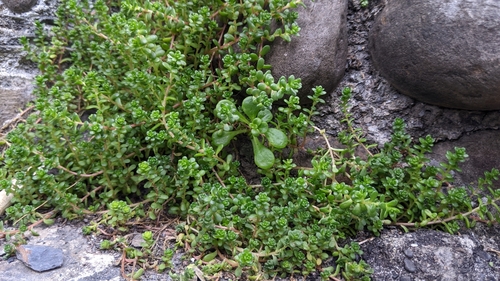 Sedum japonicum