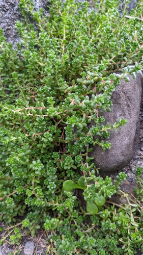 Sedum japonicum