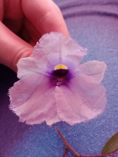 anchored water hyacinth