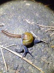 Helicarionoidea