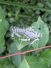 Euproctis kanshireia