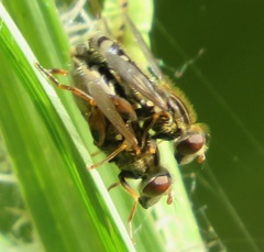 Anasimyia interpuncta