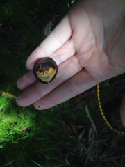 Macadamia tetraphylla