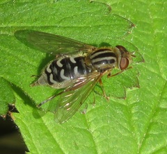 Anasimyia interpuncta