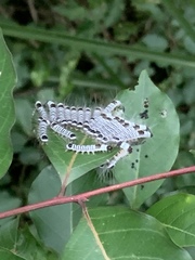 Euproctis kanshireia