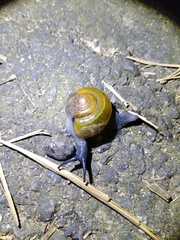 Helicarionoidea