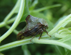 Telamona monticola