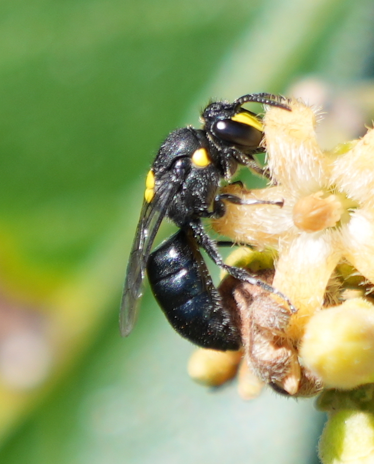 Euprosopellus