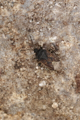 Drymus sylvaticus