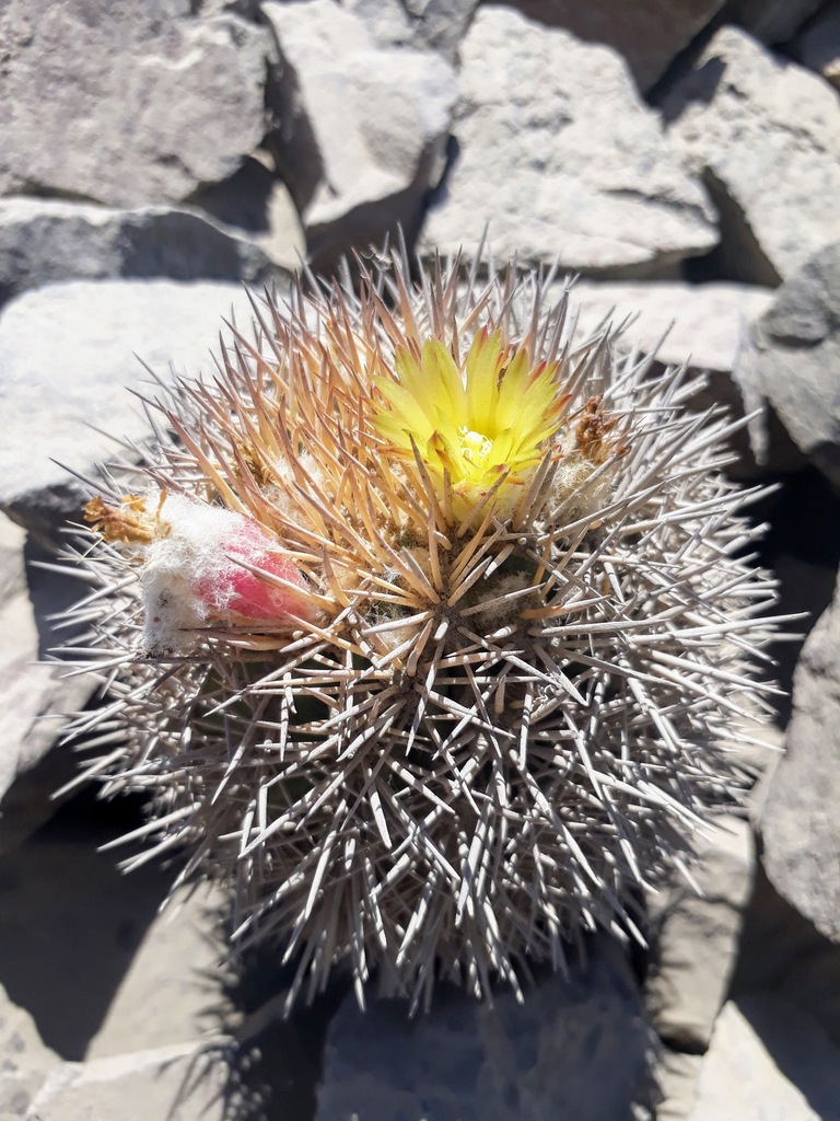 Eriosyce islayensis, Lima, PE