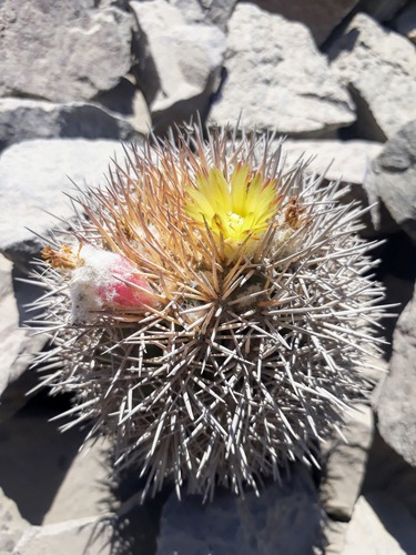 Eriosyce islayensis