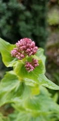 Centranthus ruber