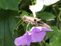 Ommatolampis perspicillata