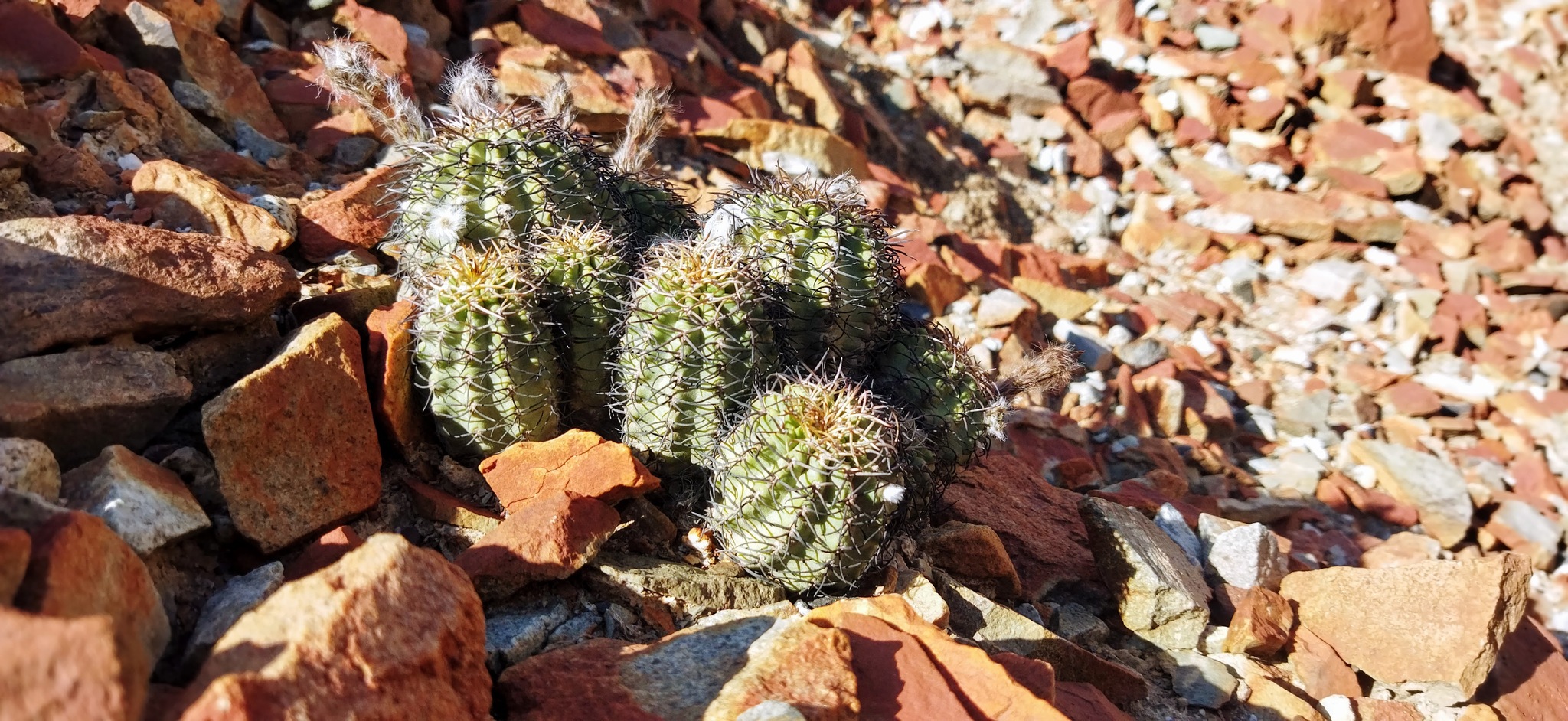 Pygmaeocereus bieblii