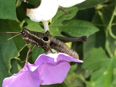 Ommatolampis perspicillata