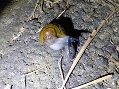 Helicarionoidea