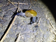 Helicarionoidea