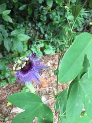 Passiflora amethystina