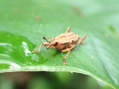 Sphenocorynes kosempoensis