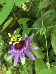 Passiflora amethystina