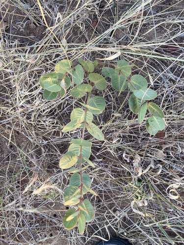 Raphionacme hirsuta