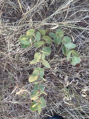 Raphionacme hirsuta