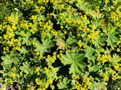 Alchemilla vulgaris