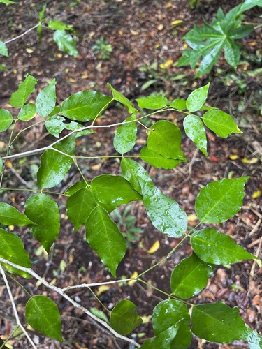 Arthroclianthus microbotrys observed 2023-03-18