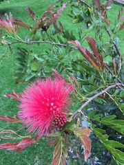 Calliandra trinervia