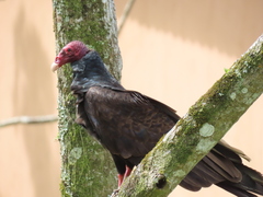 Cathartes aura image