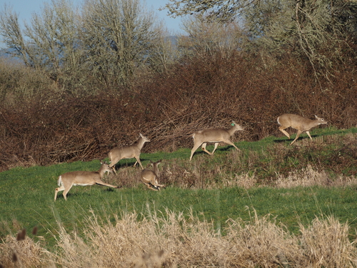 Columbian white-tailed deer