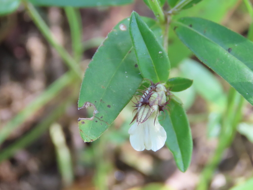Image of Blepharis maderaspatensis by no rights reserved
