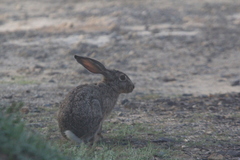 Lepus capensis