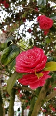 Camellia japonica