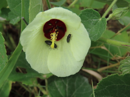 Image of Pavonia senegalensis by no rights reserved