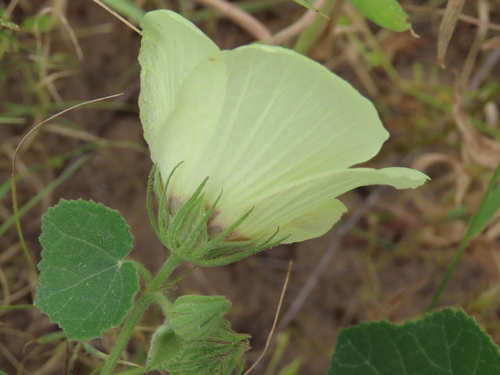 Image of Pavonia senegalensis by no rights reserved