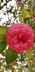 Camellia japonica