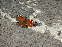 Aglais io