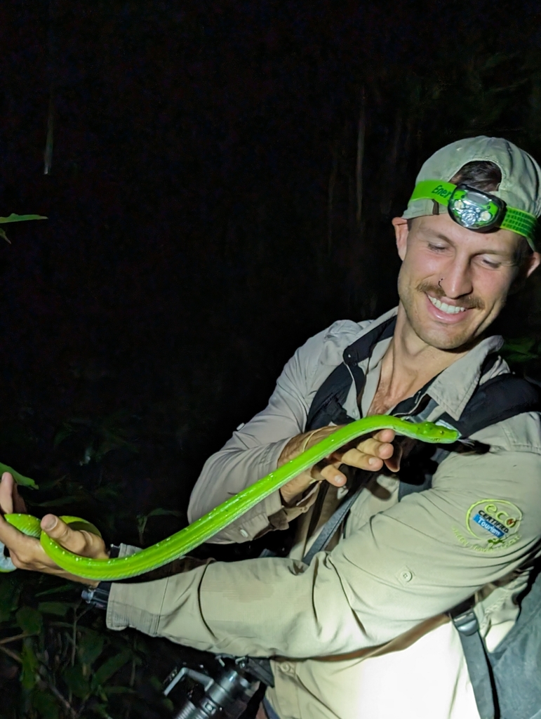 Sanca hijau (Morelia viridis)