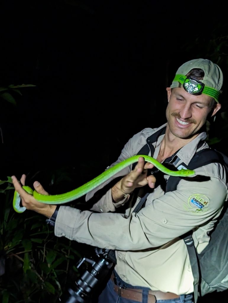 Green Python (Morelia viridis)