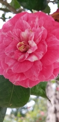 Camellia japonica