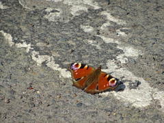 Aglais io