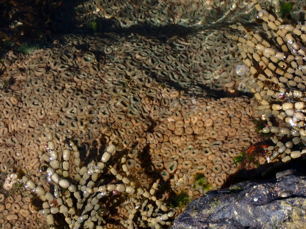 Palythoa from Wenonah Head NSW 2455, Australia on March 20, 2024 at 01