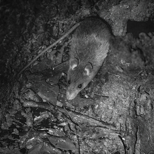 Rattus sordidus observed 2024-02-25
