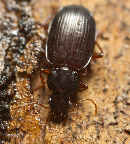 Amblytelus striatus